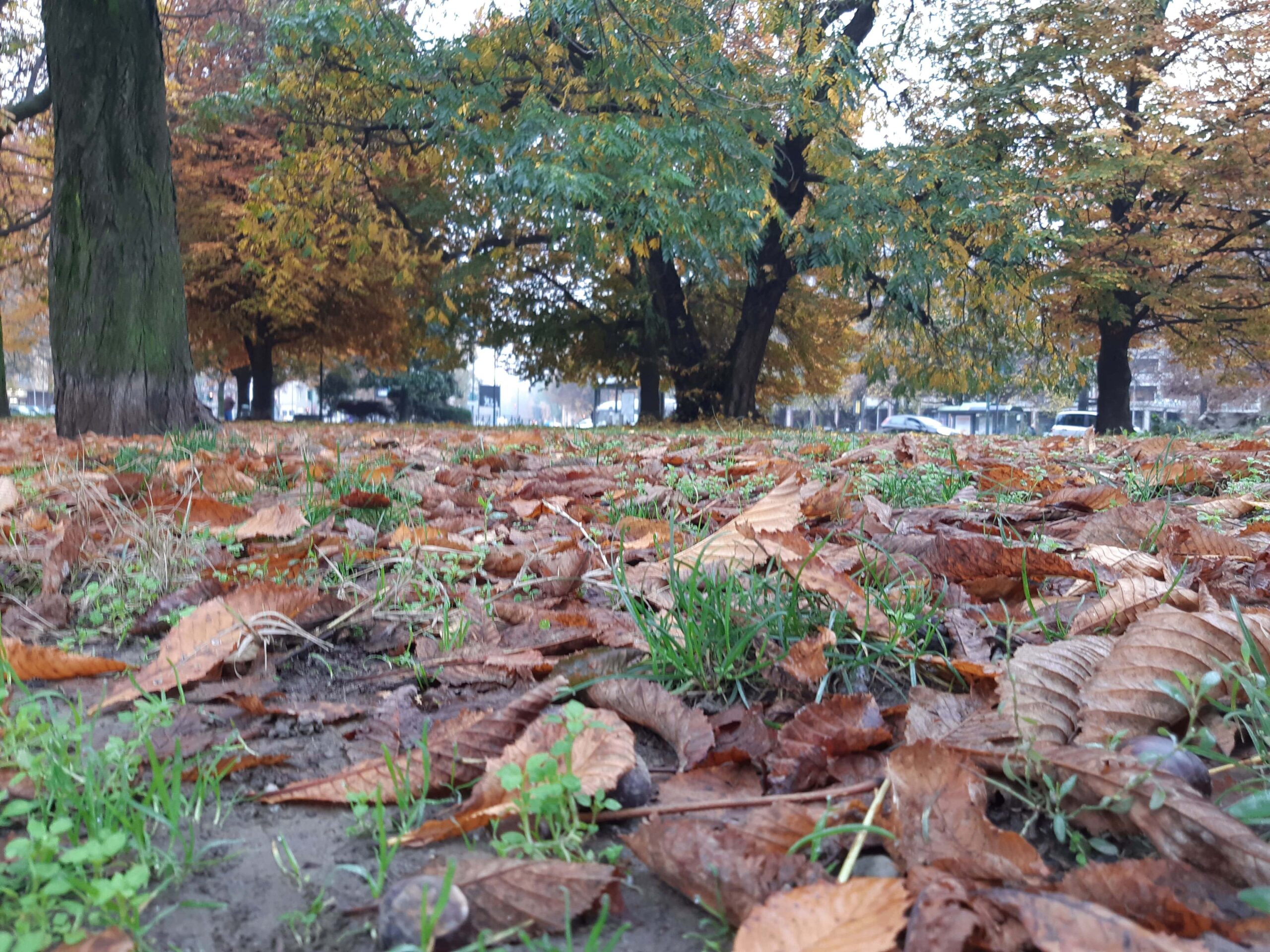 Immagine ripresa a livello del terreno di un giardino urbano ricoperto di foglie secche. Doxa è una verità molto terra terra cioè una credenza, una opinione, non qualcosa di verificato con rigore. Le parole della filosofia rock stoica sono strumenti del lavoro per la cura di sé.