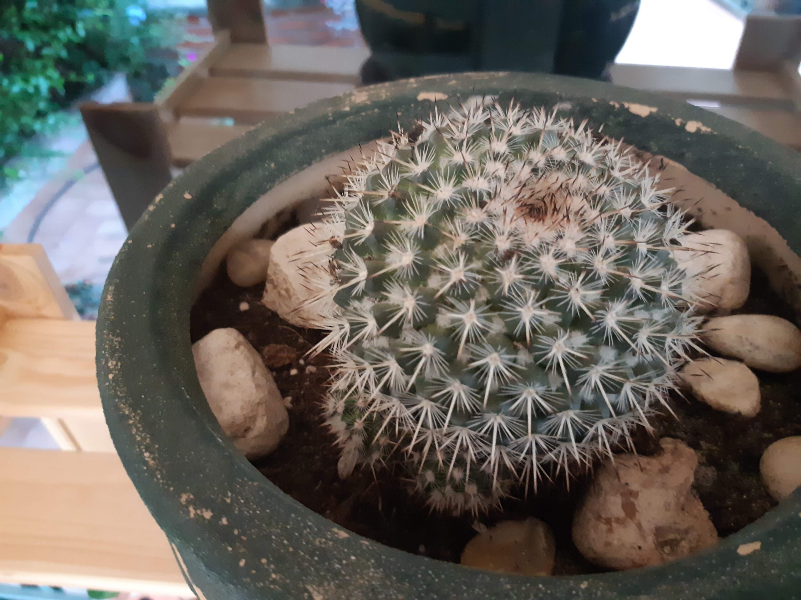 Immagine in primo piano di una Mammillaria (Mammillaria Spinosissima). L'inclinazione ad allontanarsi da qualcosa (ekklisis) fa parte della natura in generale, non solo della natura umana. Le parole della filosofia rock stoica sono strumenti del lavoro per la cura di sé.