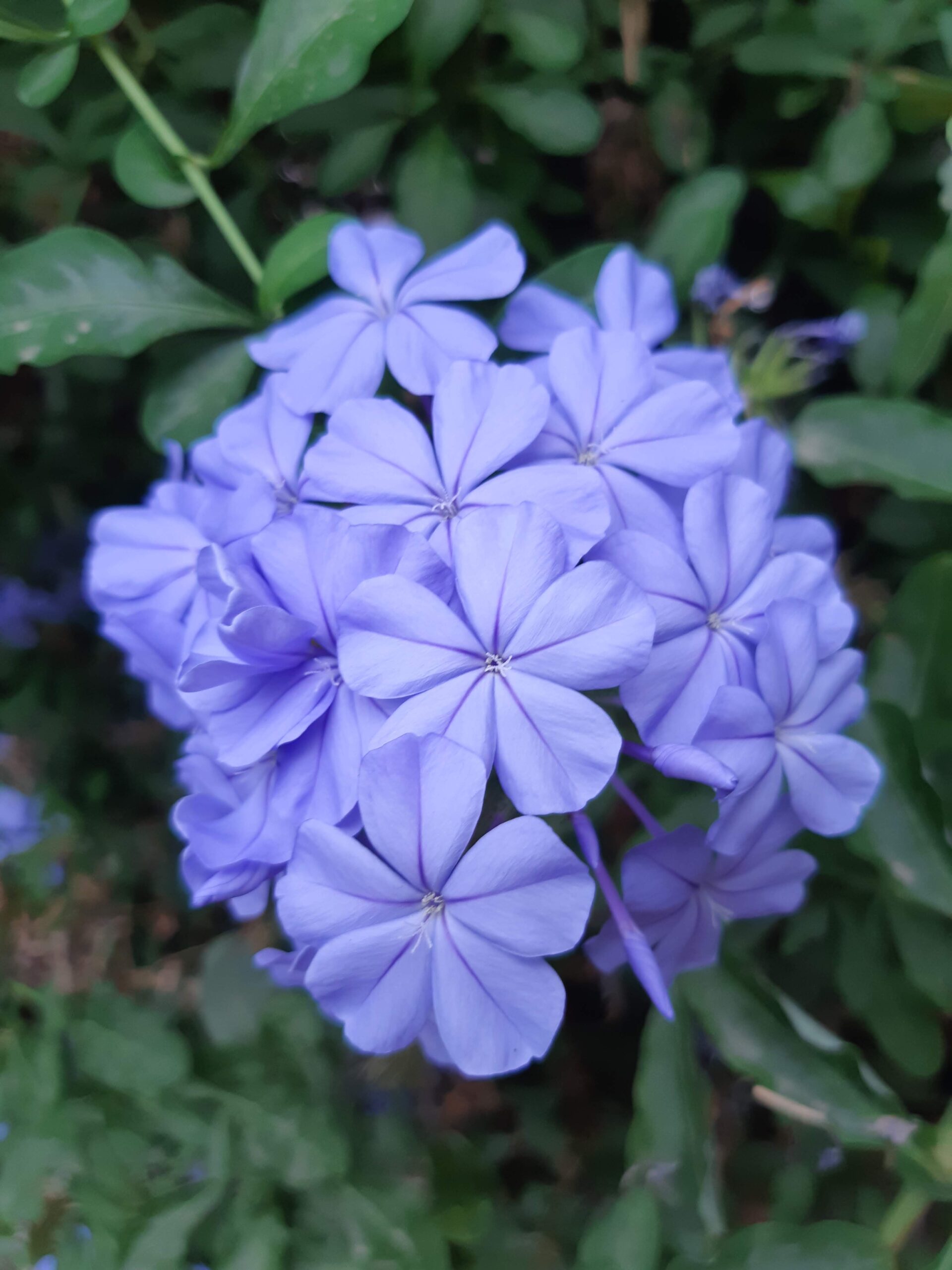 Immagine in primo piano di un fiore di Piombaggine (Plumbago Auriculata). Qui si tratta di una disposizione (hexis) o predisposizione, di una costituzione, di una condizione o precondizione. Le parole della filosofia rock stoica sono strumenti del lavoro per la cura di sé.