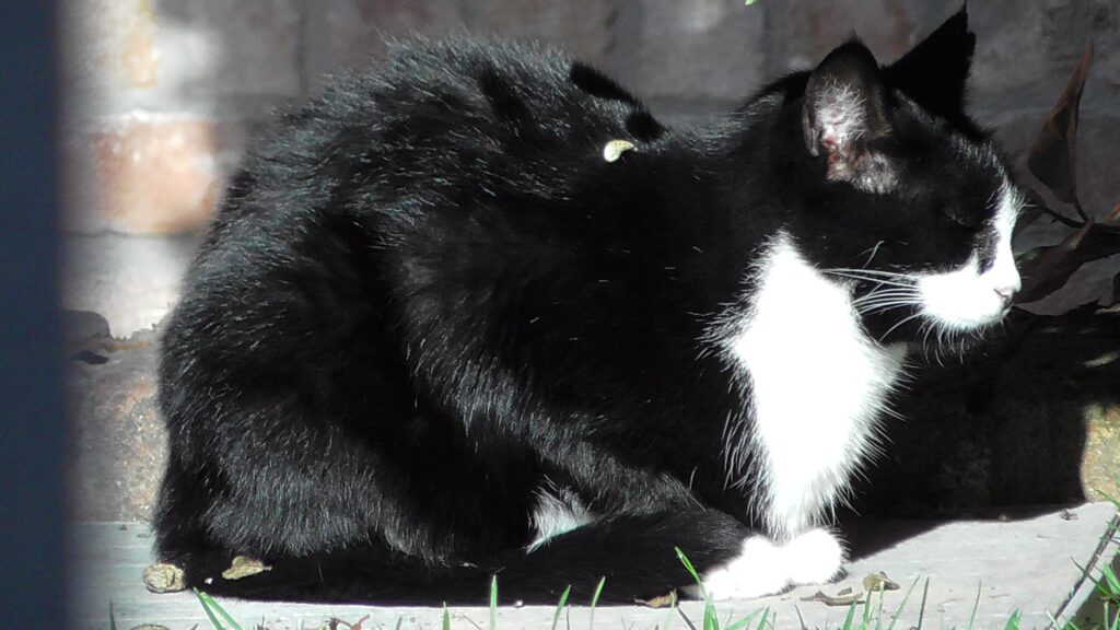Immagine di un gatto bianco e nero addormentato al sole. Stare fermo al sole con gli occhi chiusi è per il gatto (non solo per lui) un'azione appropriata e naturale, una sorta di dovere innato (kathekon)..