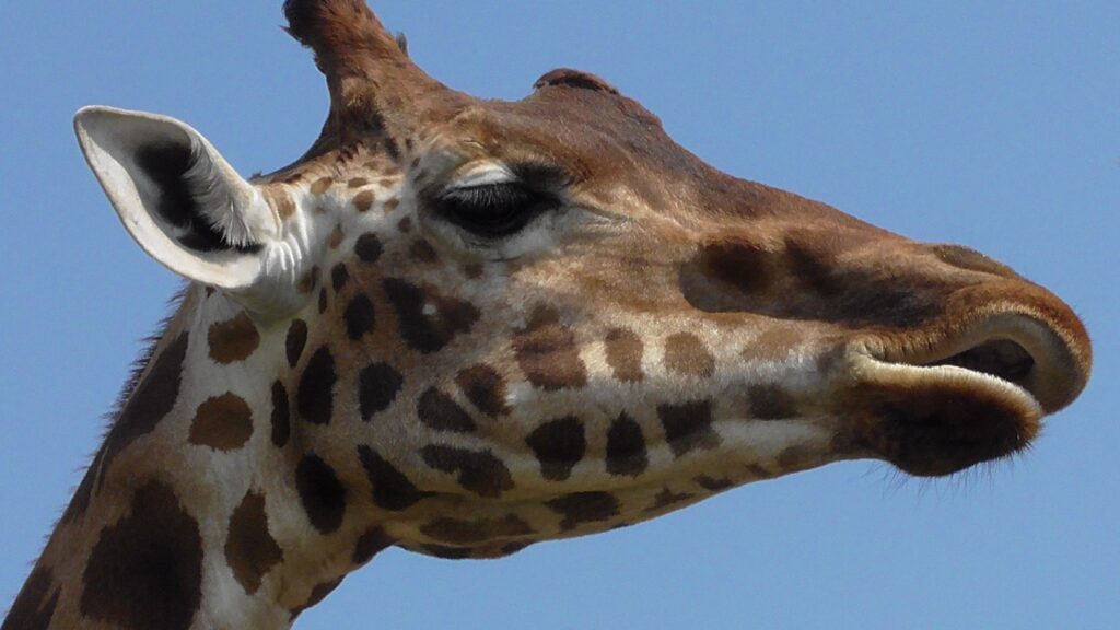 Immagine in primo piano del muso di un a giraffa. La percezione di sé (oikeiosis) è una funzione primaria e di grande importanza in tutto il mondo animale.