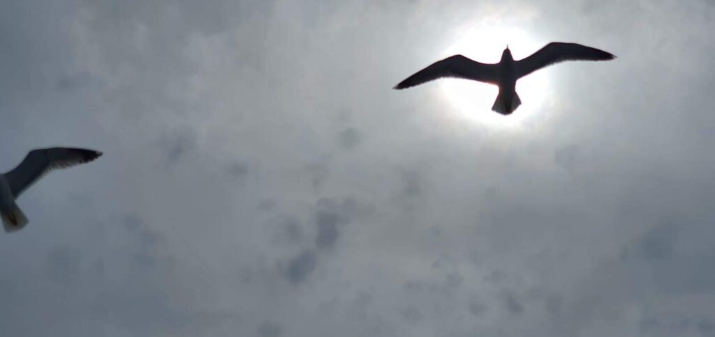 Immagine di un gabbiano in volo in controluce dal basso in alto con il sole dietro. La natura (physis) è un enorme argomento di riflessione per la maggior parte delle forme di pensiero filosofico.