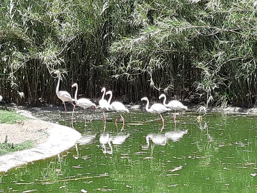 Immagine di alcuni fenicotteri in un bacino d'acqua. Chi può mai avere rispetto per sé stesso e per gli altri esseri umani se non sa rispettare tutti gli animali? Foto di Carlo de Blasio. Cosa pensiamo (del mondo animale) è parte essenziale della filosofia di vita rock stoica per la cura di sé.