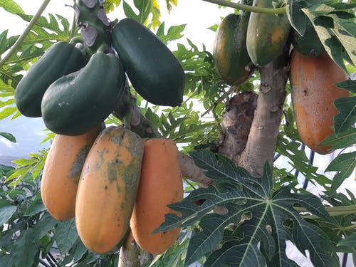 Immagine di un grappolo di frutti di papaia. Dal seme di un frutto non può nascere un mattone né un frutto può trasformarsi in mattone, per natura. Alloiosis significa cambiamento nel senso di modifica qualitativa. Le parole della filosofia rock stoica sono strumenti del lavoro per la cura di sé.