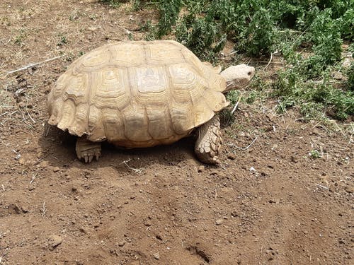 Immagine di una tartaruga vista dalla posizione più elevata dell'osservatore umano. La saggezza è una corazza a difesa dagli attacchi della vita, ma non deve farci dimenticare la necessità di metterci in discussione quando si presentano le giuste occasioni per farlo. Foto di Carlo de Blasio. Cosa pensiamo (del mettersi in gioco) rientra nel campo della filosofia di vita rock stoica per la cura di sé.