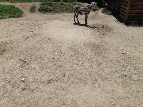 Immagine di una zebra. La realtà offre diversi esempi in bianconero, perché non ci sono nel mondo solo cose bianche o cose nere, ma anche cose indifferenti (adiaphora) Le parole della filosofia rock stoica sono strumenti del lavoro per la cura di sé.