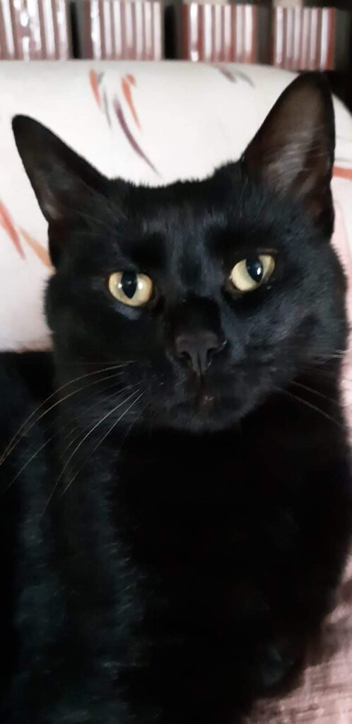 Immagine in primo piano di un gatto nero. Qual è il concetto di gatto presente nella nostra mente? E qual è il pre-concetto di gatto nero? Prolepsis significa preconcetto, nozione in corso di formazione.