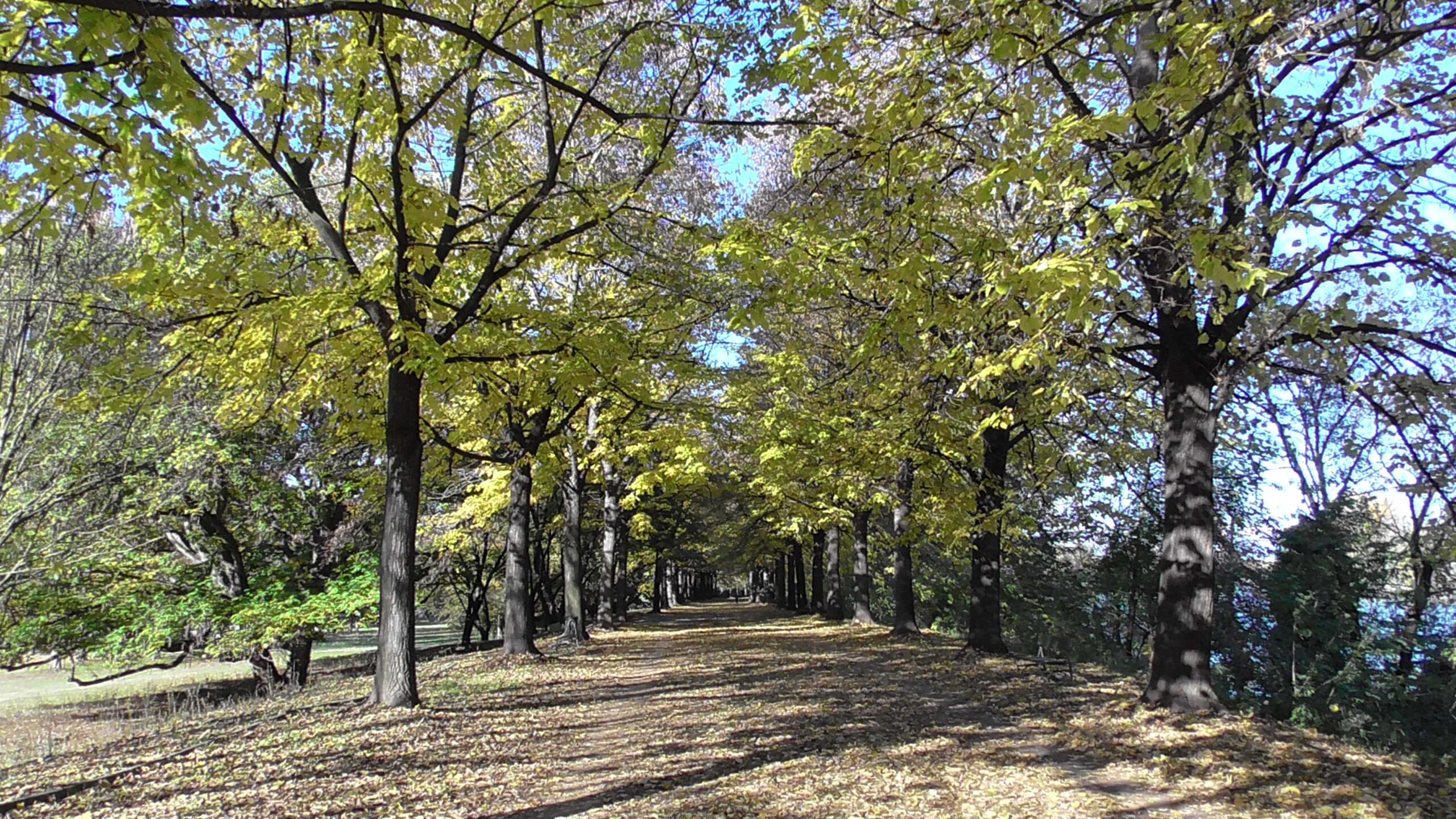 Immagine di una strada sterrata in un parco. Psyche è il luogo del respiro, della immaterialità, del vento energetico, dell'anima opposta al corpo.