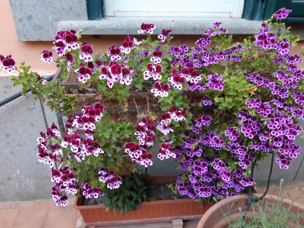 Immagine di due varietà cromatiche di Pelargonium. Dinanzi a una rigogliosa fioritura i nostri occhi potrebbero avere il dubbio di un sogno, ma poi arriva ai sensi anche il profumo e assentiamo alle informazioni sensoriali (synkatathesis) ritenendole veritiere.