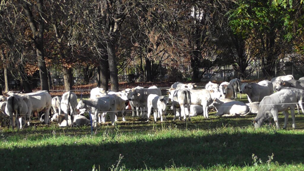 Immagine di una mandria di bovini in un parco. Anche accudire il bestiame richiede una competenza, una abilità, una expertise, una techne.